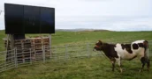 EVE Online spelers noemden de update 'CoW', dus liet de studio een echte koe meespelen