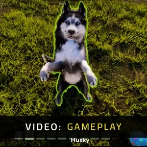 Animal Shelter 2 - Gameplay