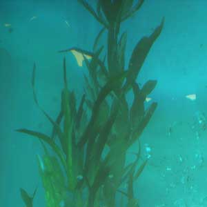 Call of the Sea Oceaanbodem