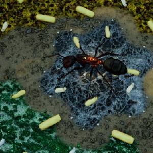 Empires of the Undergrowth Exploding Ants - Kruimels