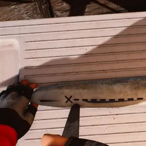 Fishing: Barents Sea – Uitsnijden