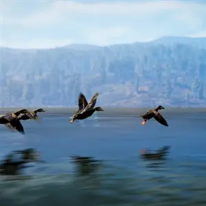 Hunting Simulator 3 - Wilde eenden