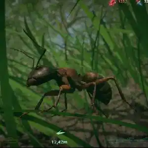 Insect Worlds - Mier