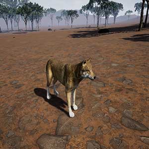 Outback Survival