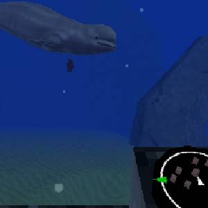 Sea under the sea under the sea - Walvis