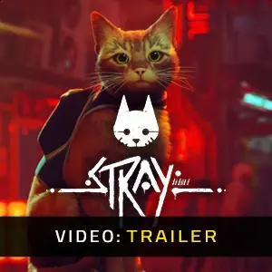 Stray - Video-opname