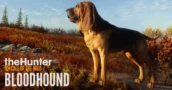 theHunter - Call of the Wild | Developing the Bloodhound